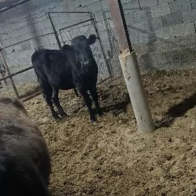 çorny piyastura tuwe