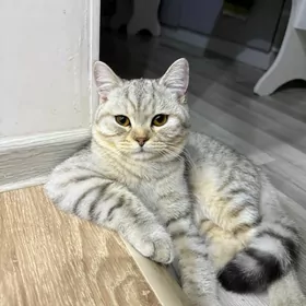 Котенка в хорошие руки