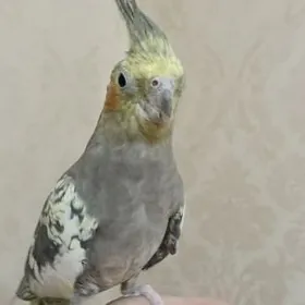 Ручная самка давала 