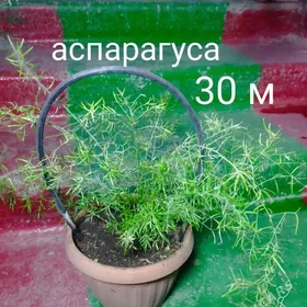 ЦВЕТЫ КОМНАТНЫЕ!!!!