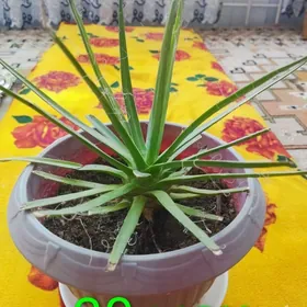 КОМНАТНЫЕ ЦВЕТЫ.