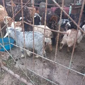 owlak  çewiç çykyp barýan