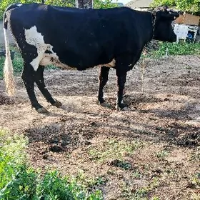 Çorny piýostyr Sygyr