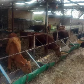 göleli sygyr v öküzler gulajyn