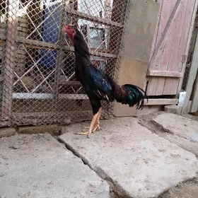 байес хораз и товык