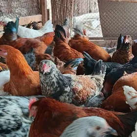 товклар хоразлар