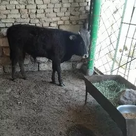 ŞWES TOHIM OKÜZ  ARASSA