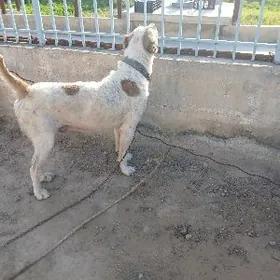 ТУРКМЕН. АРВАНА.  ИТ.   ТОХУМ