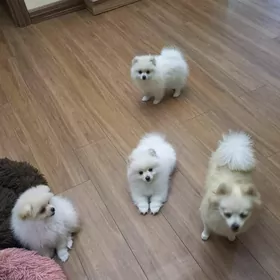Щенки Померанские шпицы 2 мес.