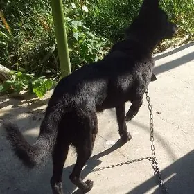 Щенки немецкой овчарки