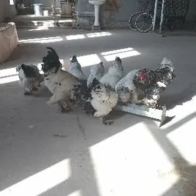 brama towuk horaz arginal