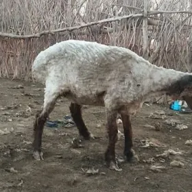 goyun we issek tokly