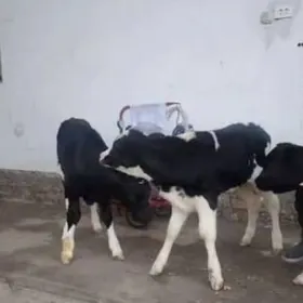 tohum goleler ocuzce