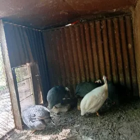 цсарка.  товук