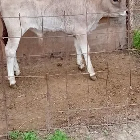 ARGINAL ŞWES ÖKÜZ