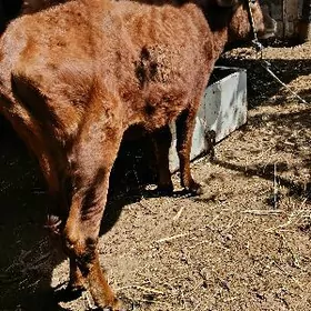 Баклык унажын