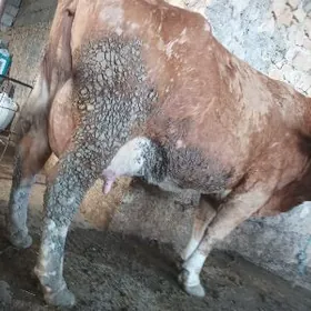 Tatar semental sygyrla