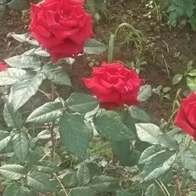 чёрная магия