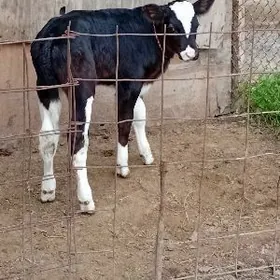 ARGINAL GALIŞDEÝIN ÖKÜZ