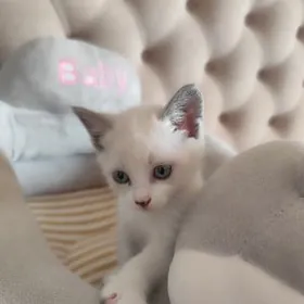 ak pisik белая кошка котенок