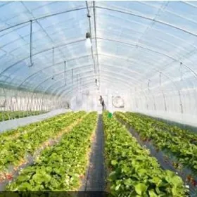 Teplisa , теплица