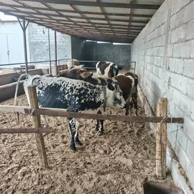 goleli we bogaz 12 sany