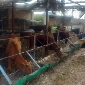 göleli sygyr v öküzler gulajyn