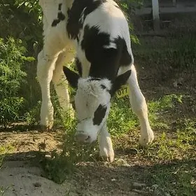 Galesdeyin gole ferma