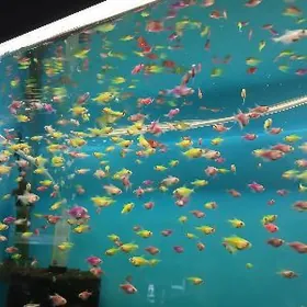 тернеция рыбки