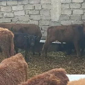 öküzçe tüwe öküz göle