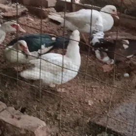 Мускус маки ордеклер.