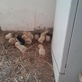 Arassa gan bayes jüjeler