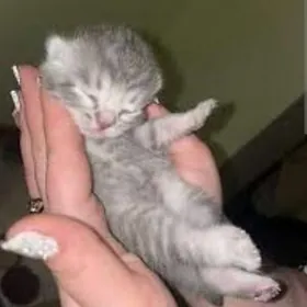 шотланский катята