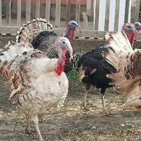 erkak semiz undiklar