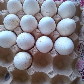 yumurtga gara induk tohumy