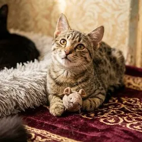 Тигричка, 6 месяцев