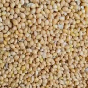 popugay imleri witaminlary