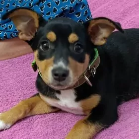 карликовый пинчер