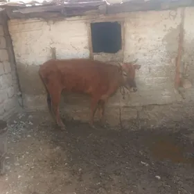 gysyr sygyr hem oküz semiz