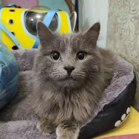 Миляшка ищет дом