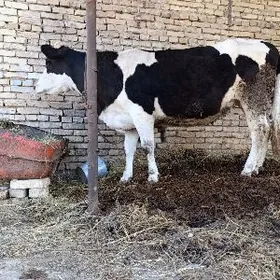 arassa gibrit boğaz