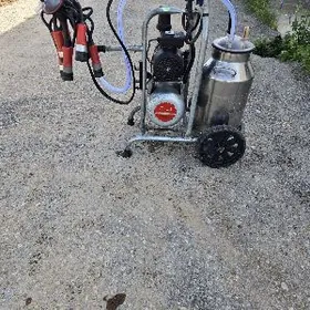 sygyr sagylÿan enjam