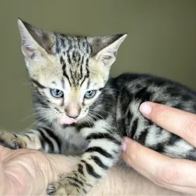 бенгальский котенок