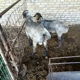 BOGAZ GOÝUN BN GOÇ.