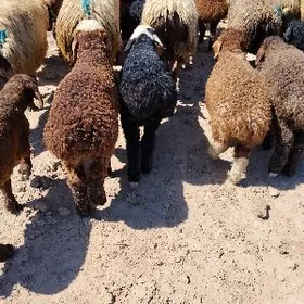 GUZLY GOYUN Berre cykan