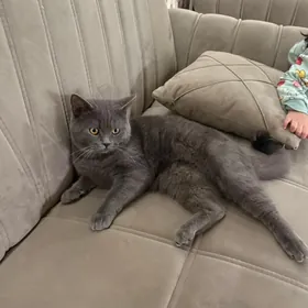 Кот на вязку