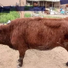 3 yasan dogmadyk Tuwe Gurat