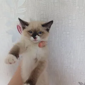 сямиски пишик