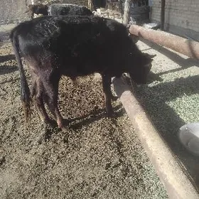 okizler bakadogyn 5sany