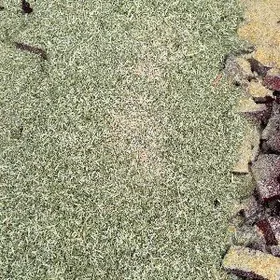 ùwelen ýorynja(kepek)